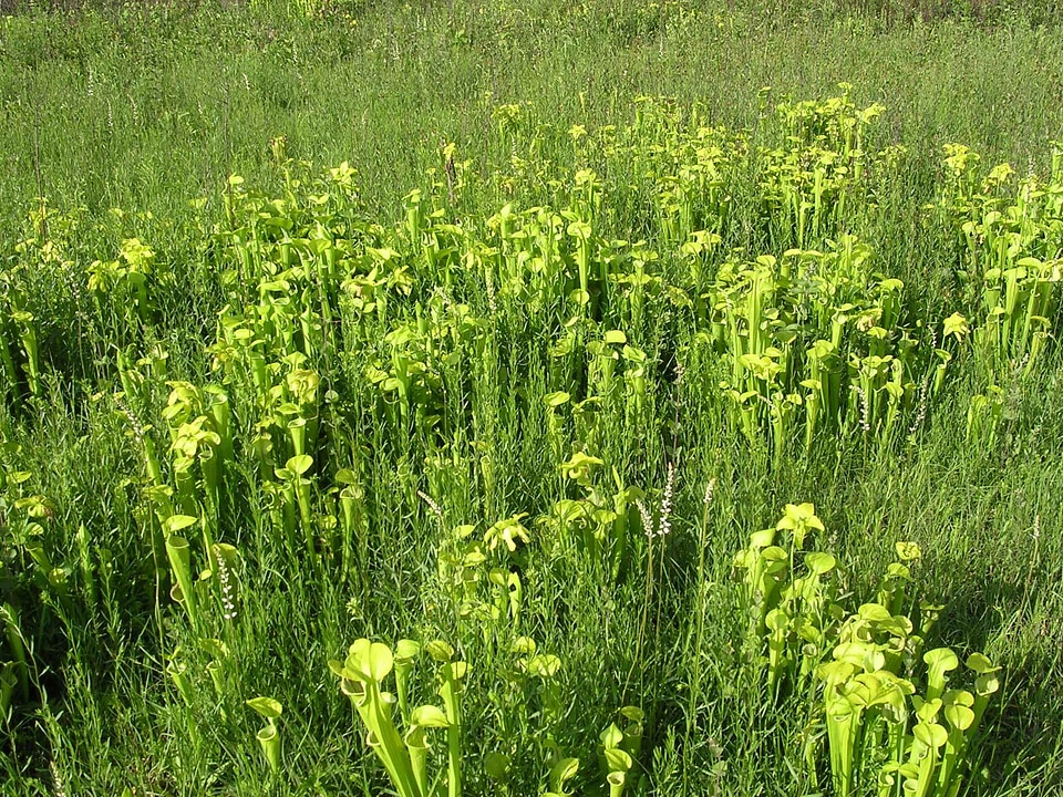 Crops greenery pitcher