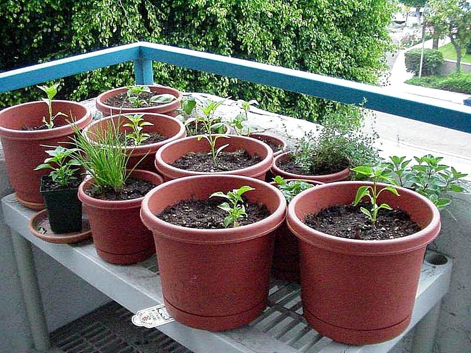 At Home garden 