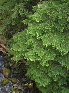 Greenery hemlock plant