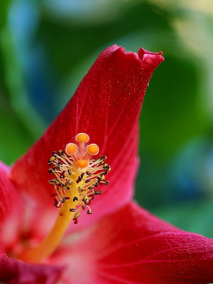 Hibiscus  