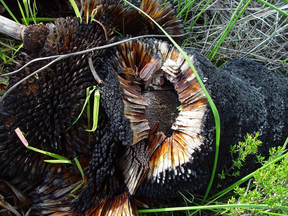 Stump  