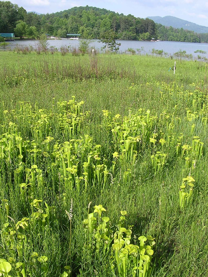 Greenery pitcher plant