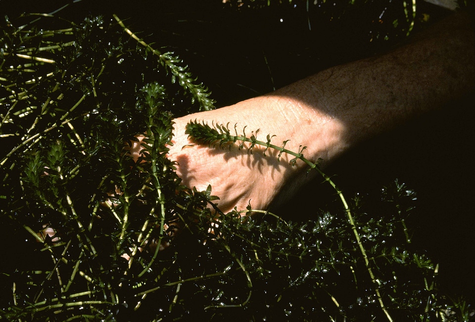 Aquatic Hydrilla hydrocharitaceae plant