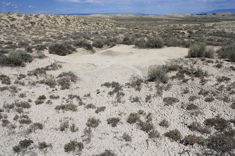 Eriogonum Polygonaceae habitat 
