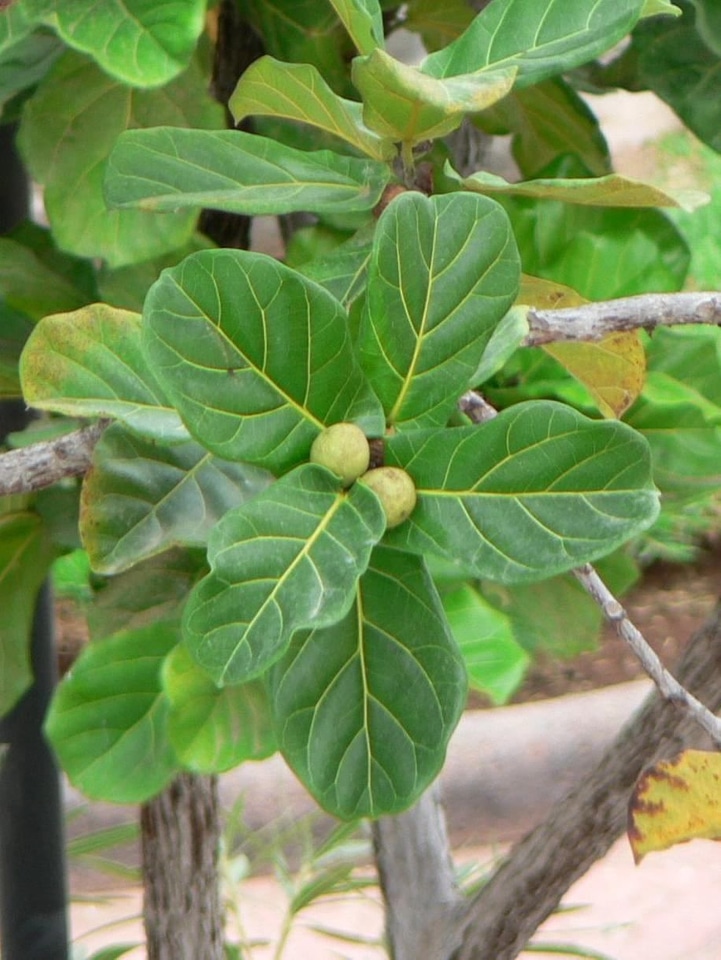 Greenery leaves 