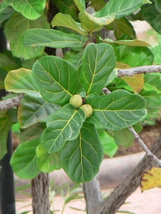 Greenery leaves 