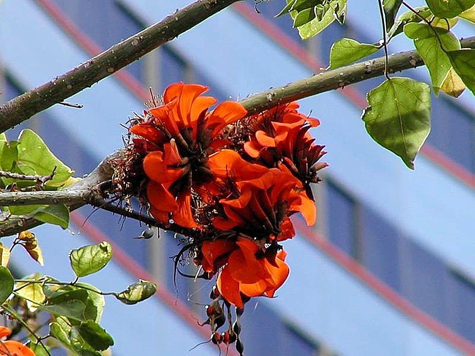 Bloom leaves 