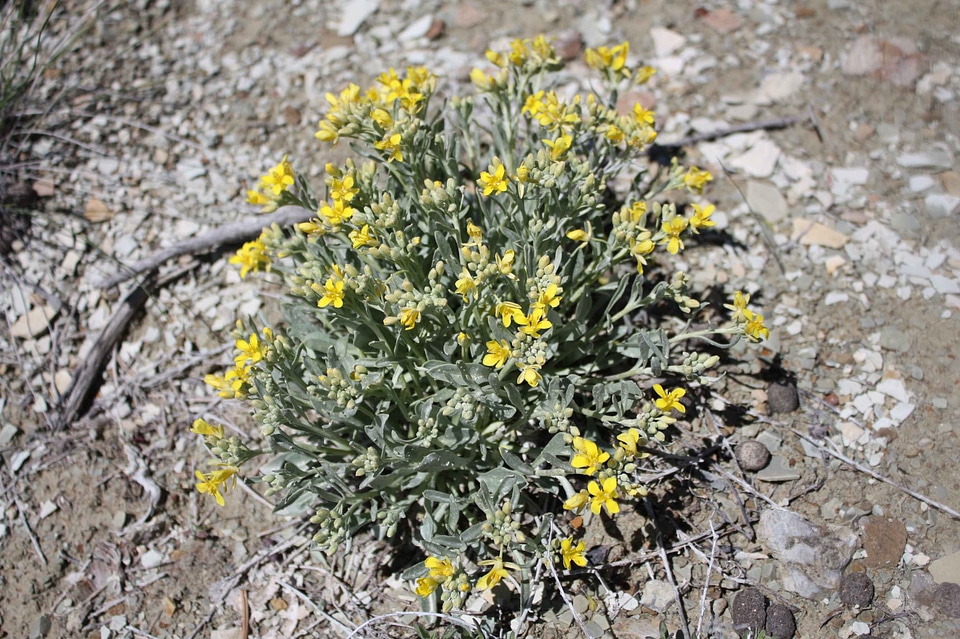 Earth plant 