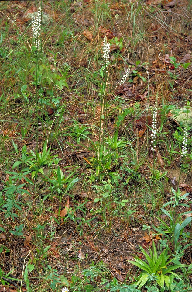 Colic flora plant