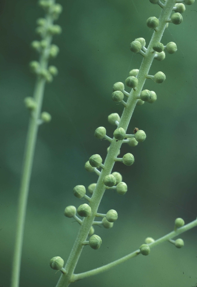 Black black cohosh plant