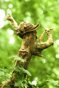 Plant  