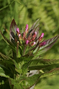 Crops  