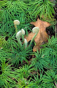 Close close-up plant
