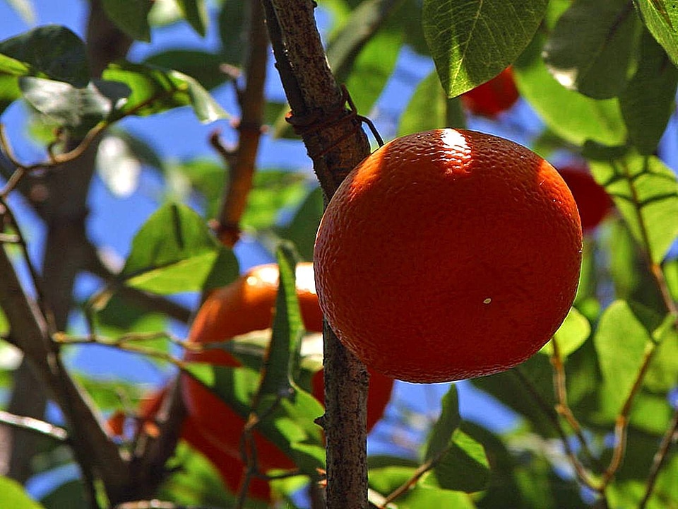 Citrus fruit oranges