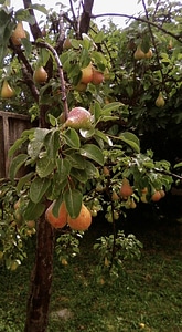 Bulb fruit plant