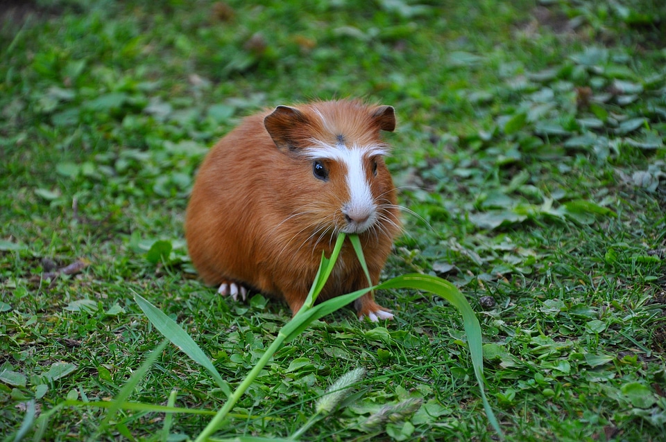 Guinea pig pet nager