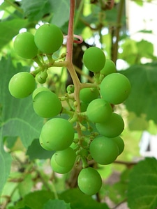 Fruit  
