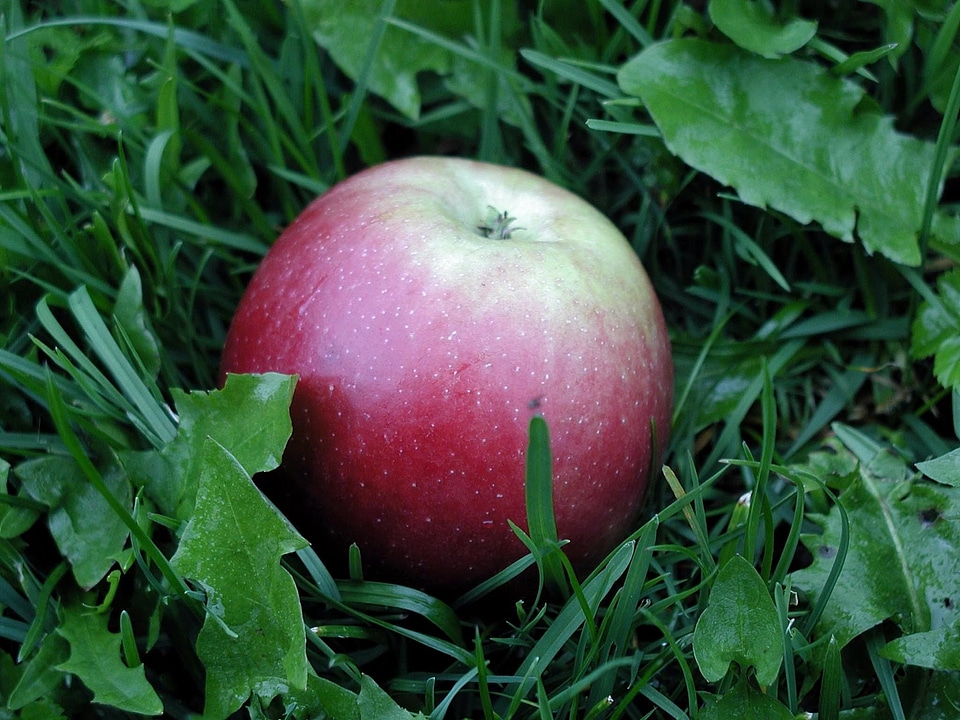Apple dessert grass plants