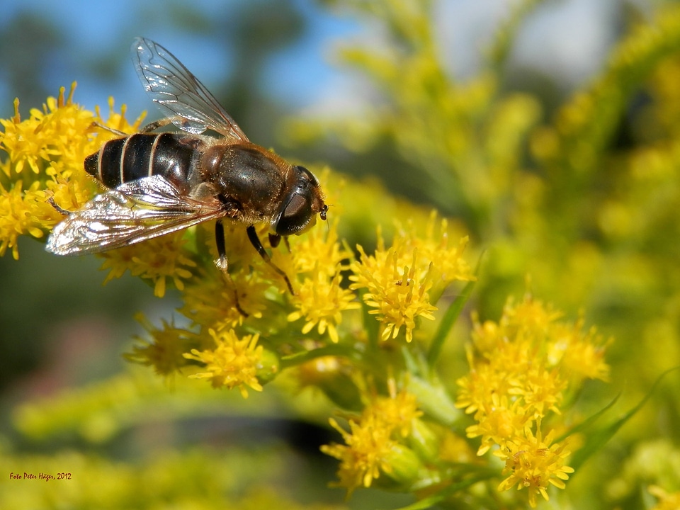 Entomology insect floral