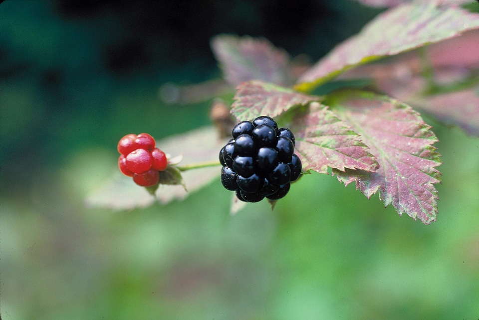 Blackberry high resolution resolution