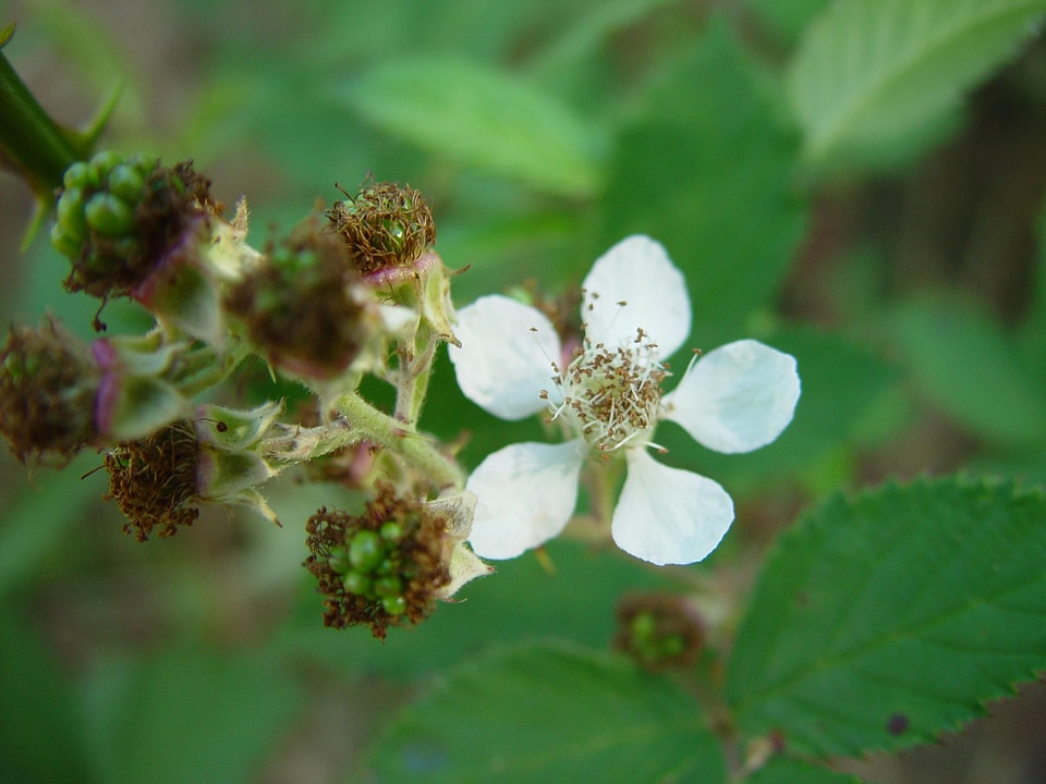 Blackberry blossoming 