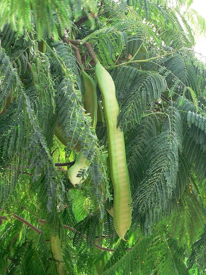 Fruit  