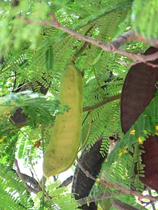 Fruit greenish yellow 