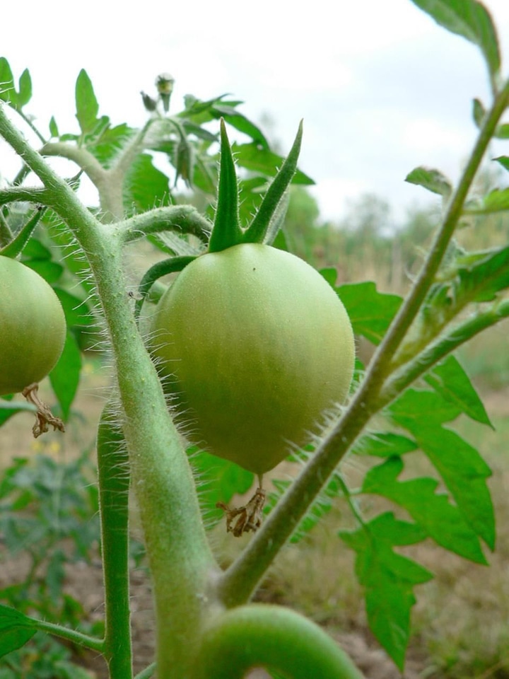 Greenery tomato 