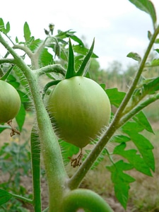 Greenery tomato 