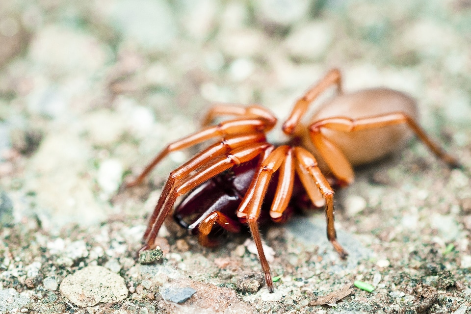 Creepy macro close-up