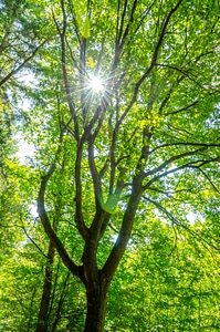 Nature forest summer
