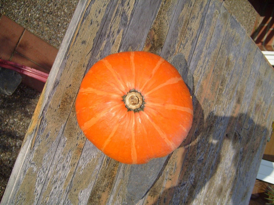 Cucurbita Moschata  