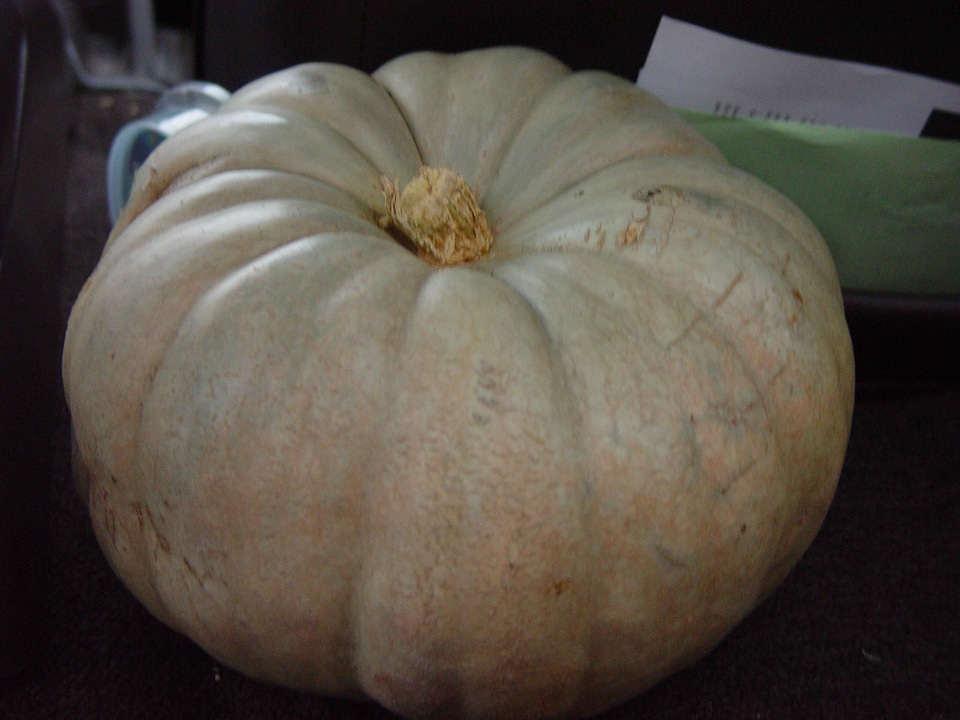 Cucurbita Moschata greenery 