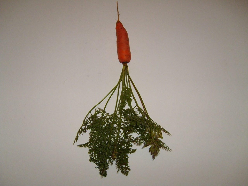 Background carrot greenery