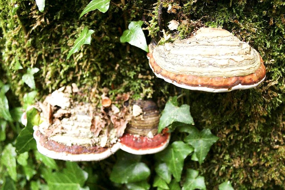Flora mushroom tree