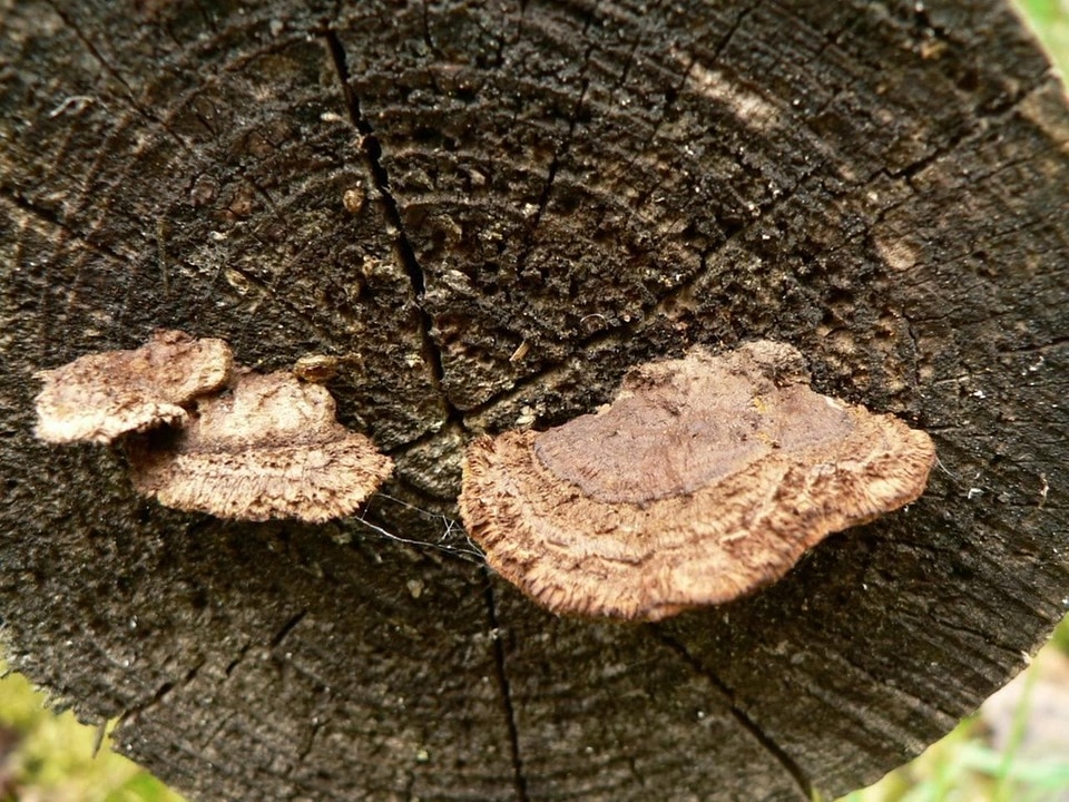 Flora mushroom tree