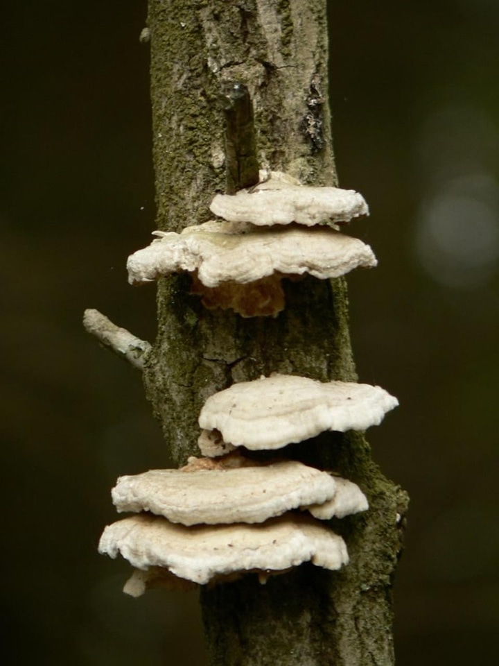Crops flora mushroom