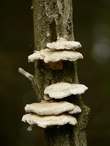 Crops flora mushroom