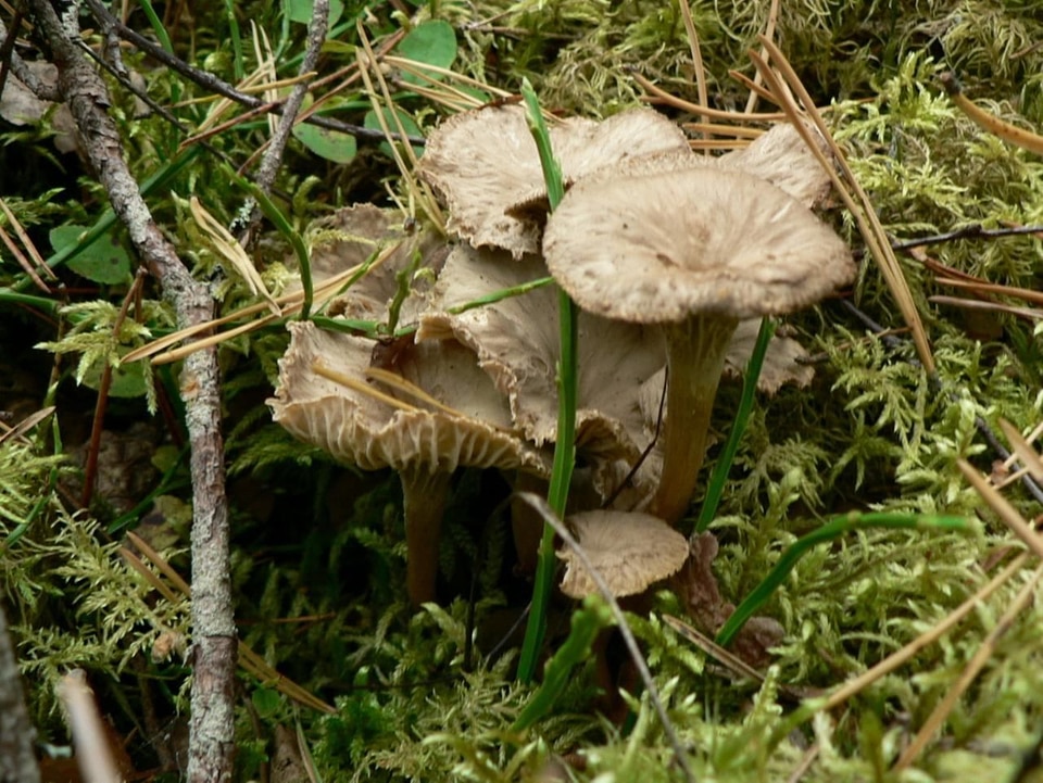 Agaric funnel grass plants