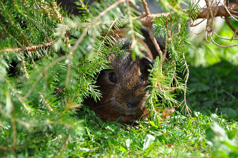 Guinea pig pet nager