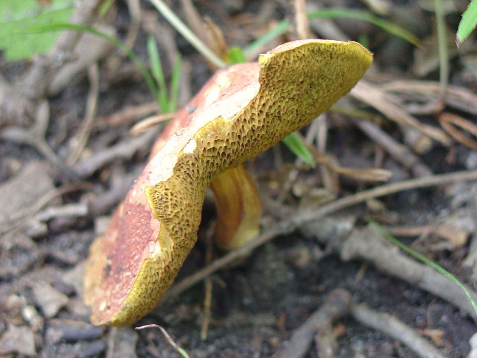 Agaric close close-up