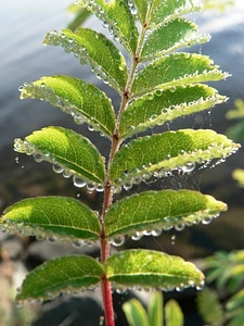 Dew greenery leaves