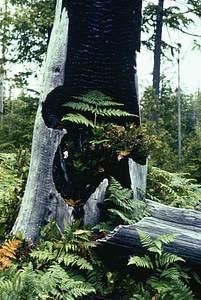 Stump tree photo
