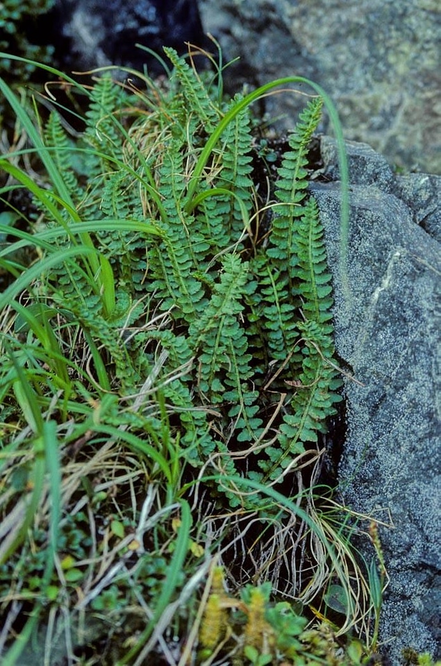 Plant shield shield fern