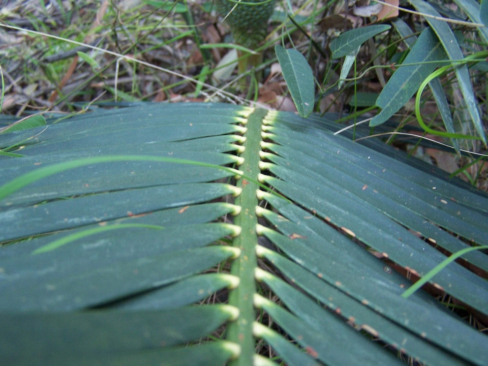 Ribbing  