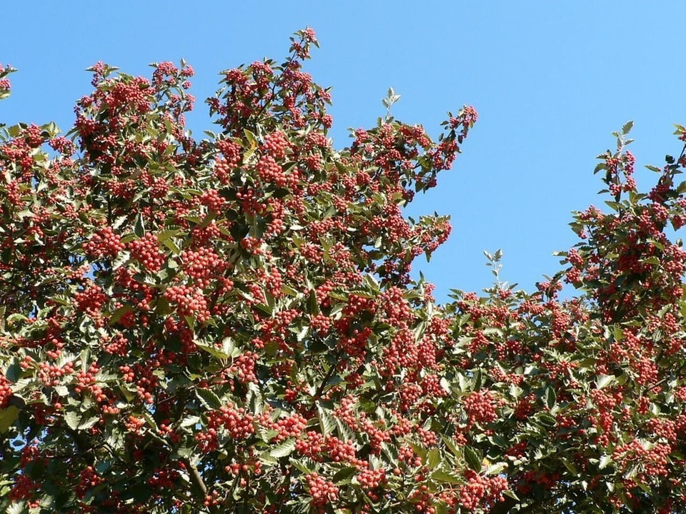 Berries red 