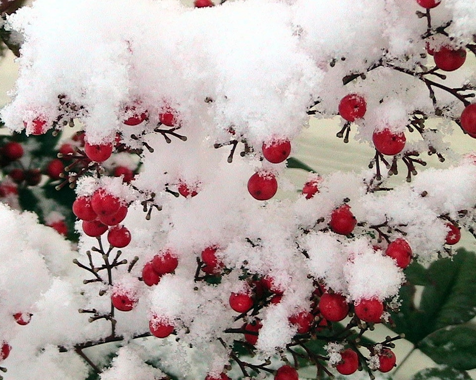 Berries snow 