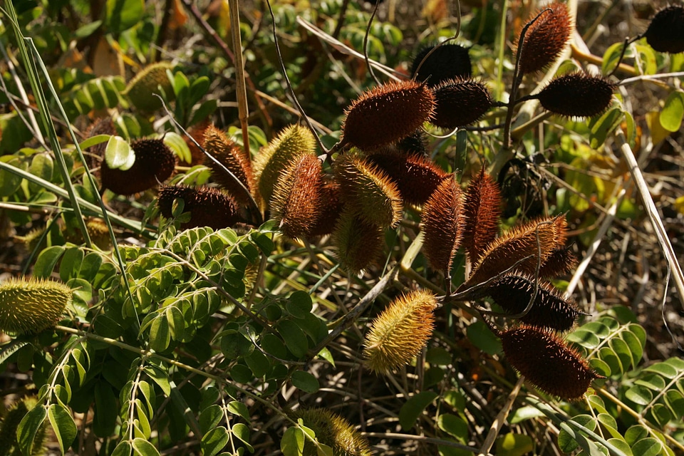 Close close-up leaves