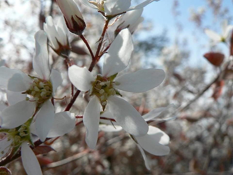 Blossoming bush flora