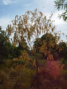 Park tree water
